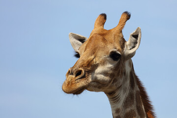 Obraz premium Giraffe / Giraffe / Giraffa camelopardalis
