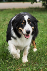 British shepherd dog sneaks in and starts herding. Smartest dog breed in the world. Charming black and white red tricolor border Collie took shepherds pose .