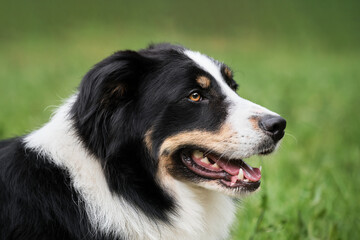 Black and red and white collie portrait in profile. Portrait of tricolor black border collie on background of green grass. Smartest British shepherd dog breed in world.