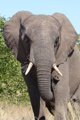 Obraz premium Afrikanischer Elefant / African elephant / Loxodonta africana
