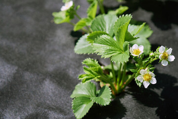 Strawberry growing at the farm. Technology of the berries cultivation. Strawberries grow under black cover material. Growing strawberries under a film using mulch film