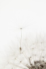 Dandelion fragile blooming fluffy blowball elegant flower with flying seed on light background macro wallpaper with place for text