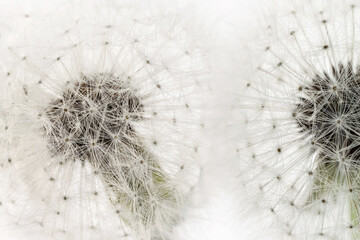 Two dandelion fragile blooming fluffy blowballs small elegant flowers on light background minimalistic macro wallpaper