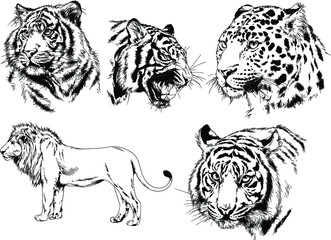 vector drawings sketches different predator , tigers lions cheetahs and leopards are drawn in ink by hand , objects with no background