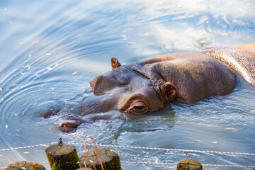 hippo swims in the lake close-up