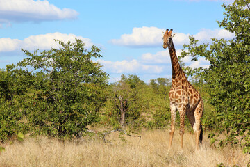Obraz premium Giraffe / Giraffe / Giraffa camelopardalis