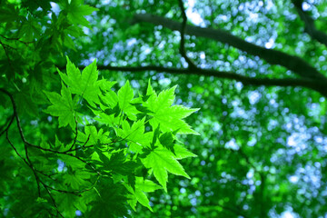 Obraz premium 写真素材：緑・自然・エコのイメージ