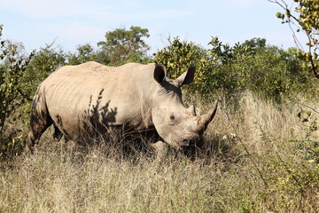 Obraz premium Breitmaulnashorn / Square-lipped rhinoceros / Ceratotherium Simum