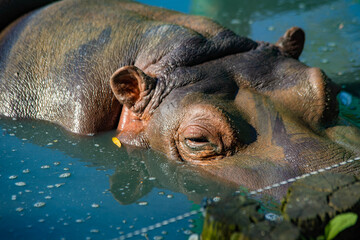 hippo swims in the lake close-up