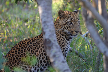 Leopard / Leopard / Panthera pardus.