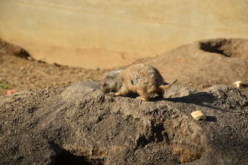 The awakening of the Prague zoo after a winter sleep.