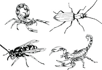 vector drawings sketches different insects bugs Scorpions spiders drawn in ink by hand , objects with no background	