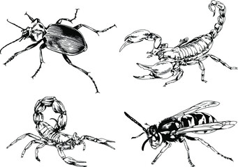 vector drawings sketches different insects bugs Scorpions spiders drawn in ink by hand , objects with no background	