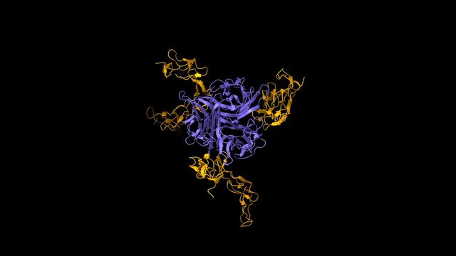 Human RANKL(blue)-OPG(orange) complex, animated 3D cartoon and Gaussian surface model, black background