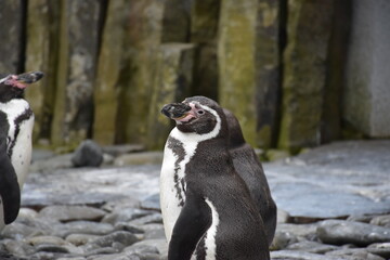 The awakening of the Prague zoo after a winter sleep.