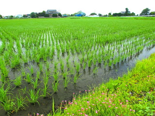 郊外の初夏のユウゲショウ咲く畦道と植田風景