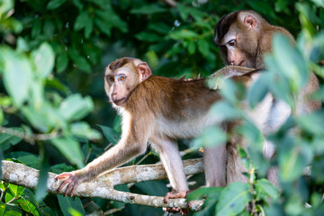 Two monkeys on green tree branch inside tropical rainforest.