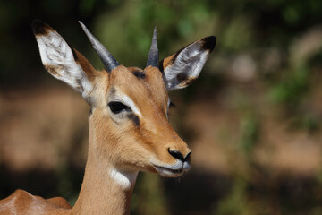 Schwarzfersenantilope / Impala / Aepyceros melampus.