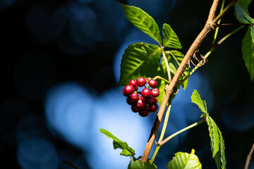 Close focus on red coffee cherry with blurry blue light background.