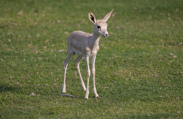Naklejka na ściany i meble Young Sand Gazelle calf in wildlife conservation park, Abu Dhabi, United Arab Emirates