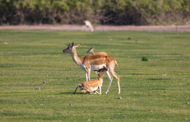 Arabian Reem Gazelle in wildlife conservation park, Abu Dhabi, United Arab Emirates