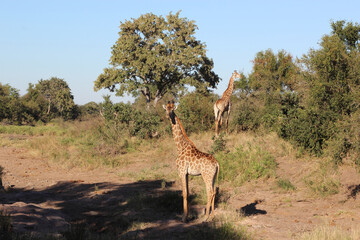 Giraffe / Giraffe / Giraffa camelopardalis
