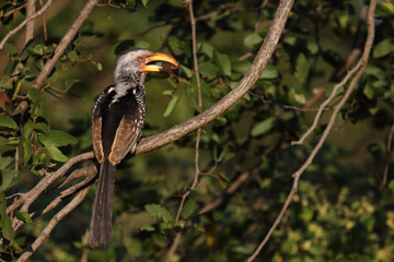 Südlicher Gelbschnabeltoko / Southern yellow-billed hornbill / Tockus leucomelas