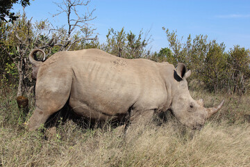 Breitmaulnashorn / Square-lipped rhinoceros / Ceratotherium Simum