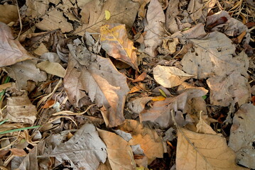 dried teak leaves on the ground