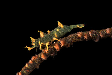Dragon shrimp, Gorgonian Horned Shrimp, miropandalus hardingi. Romblon, Philippines.
