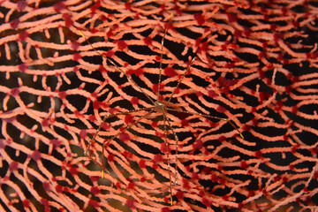 Chirostylus sp. (Imperial Spider Crab), Romblon Island, Philippines.