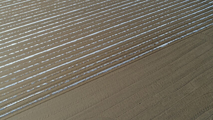 Potato covered with plastic film in the field, North China