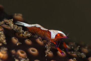 Emperor shrimp, Periclimenes imperator. Romblon Philippines.