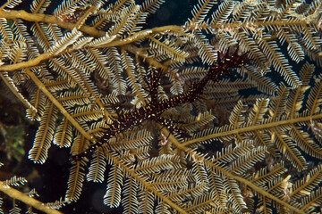 Ornate ghost pipefish (Solenostomus paradoxus). Romblon, Philippines.
