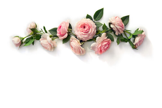 Flowers pink roses with leaves on a white background with space for text. Top view, flat lay