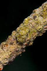 Nudibranch Doto ussi. Underwater macro photography from Romblon, Philippines.