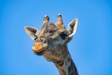 Badezimmer Foto Rückwand giraffe head close-up against the sky © Лаура Летова