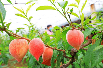 female employees pick ripe peaches on a farm