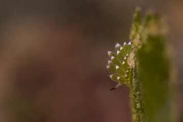 Costasiella kuroshimae, Costasiella Nudibranch, Costasiella sp. Romblon, Philippines.