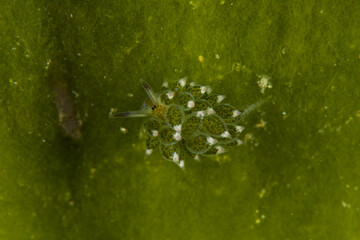 Costasiella kuroshimae, Costasiella Nudibranch, Costasiella sp. Romblon, Philippines.