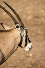 Gemsbok Antelope (South African Oryx) at a wildlife conservation park in Abu Dhabi, United Arab...