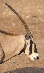 Gemsbok Antelope (South African Oryx) at a wildlife conservation park in Abu Dhabi, United Arab...
