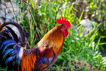 Adult rooster standing on the lawn in the countryside in a free range.