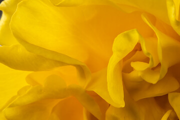 Fototapeta na wymiar Makroaufnahme einer gelben Rose, Blütenblätter