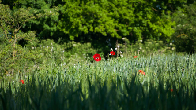 Red poppies in a field of green grass on the edge of a forest in France in the summer