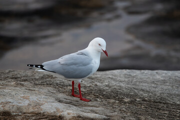 A seagull standing on the rock.