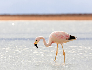 Alone flamingo on salt flats Chaxa, desert near San Pedro de Atacama in Chile. South America