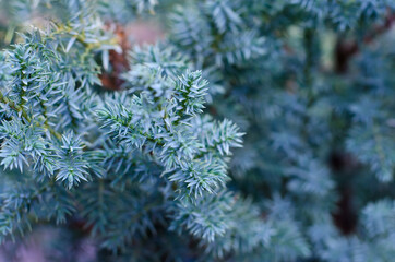 Cultivar creeping juniper squamata Blue Star grown in the garden.