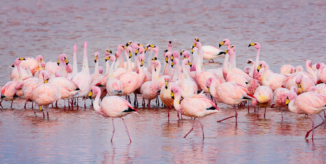 Flock of Pink Andean flamingos in Laguna Colorada, Eduardo Avaroa Andean Fauna National Reserve. 