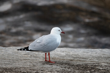 A seagull standing on the rock.